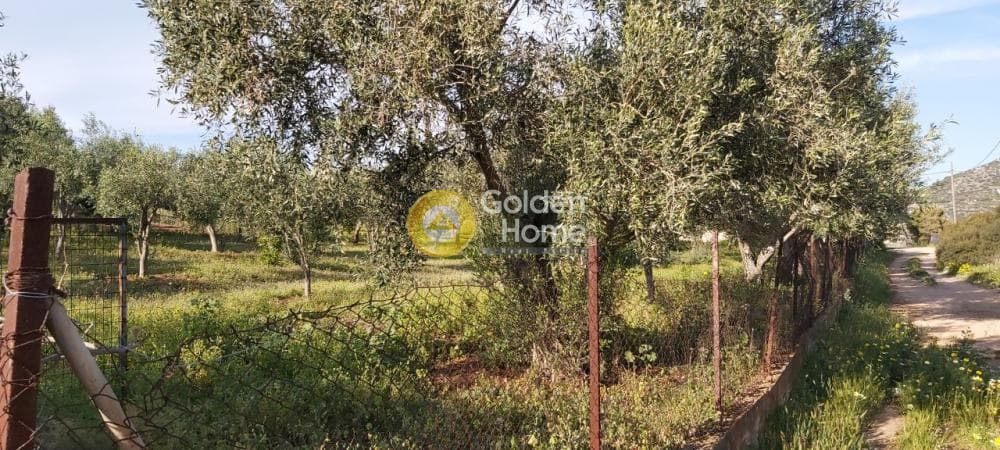 Αγροτεμάχιο στην Άνω Σούλι, Γραμματικό — Φωτογραφία 11 από 14