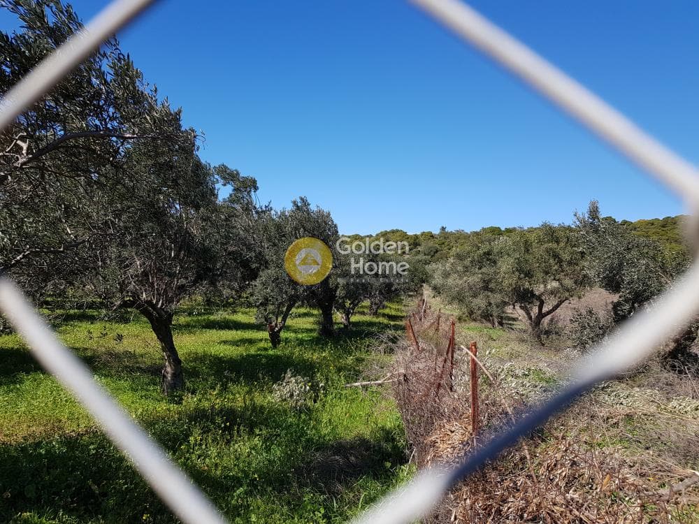 Parcel in Ari, Anavissos — Photo 5 of 32