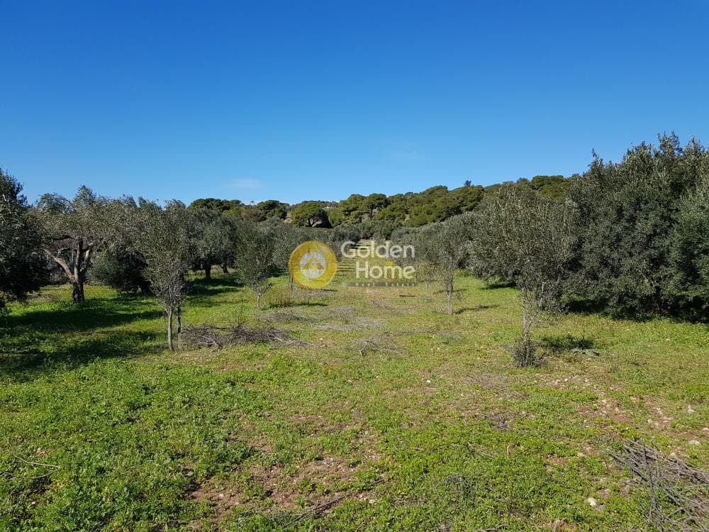Parcel in Ari, Anavissos — Photo 4 of 32