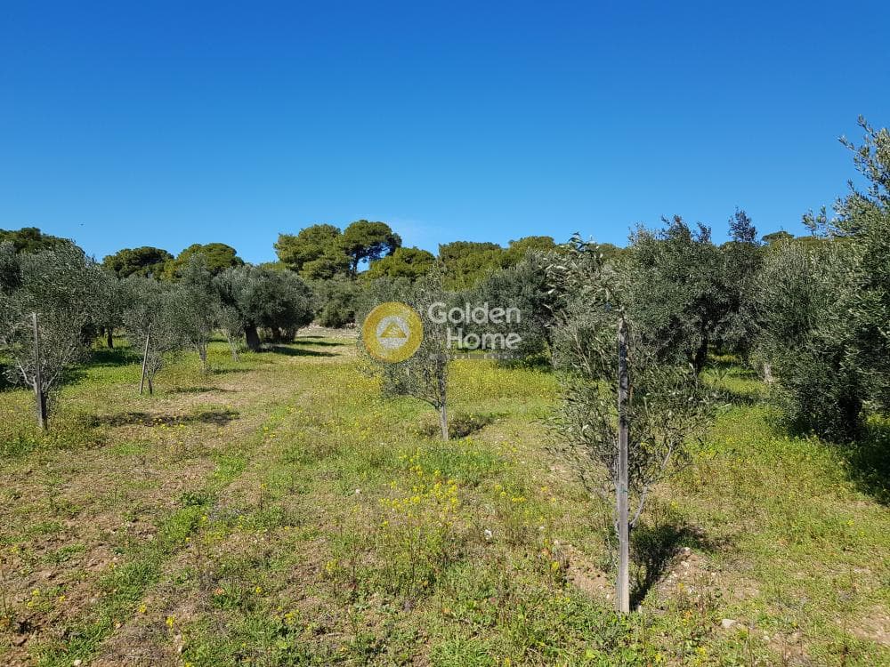 Parcel in Ari, Anavissos — Photo 6 of 32