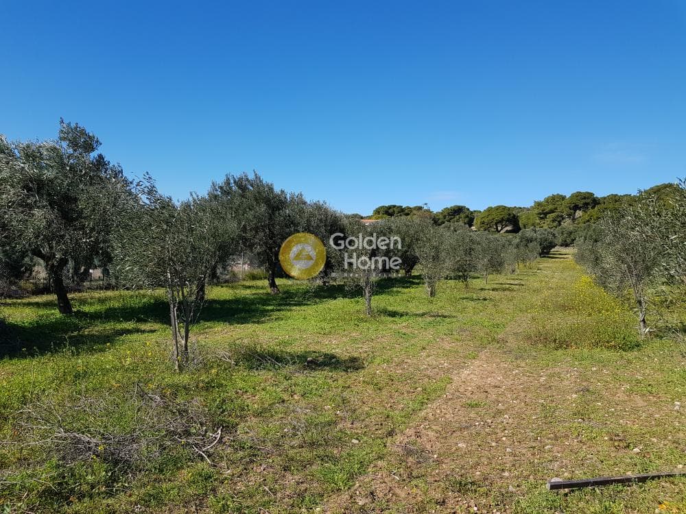 Parcel in Ari, Anavissos — Photo 7 of 32