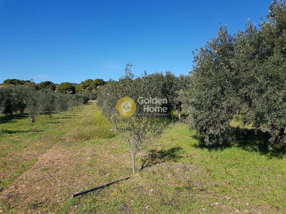 Parcel in Ari, Anavissos — Photo 8 of 32