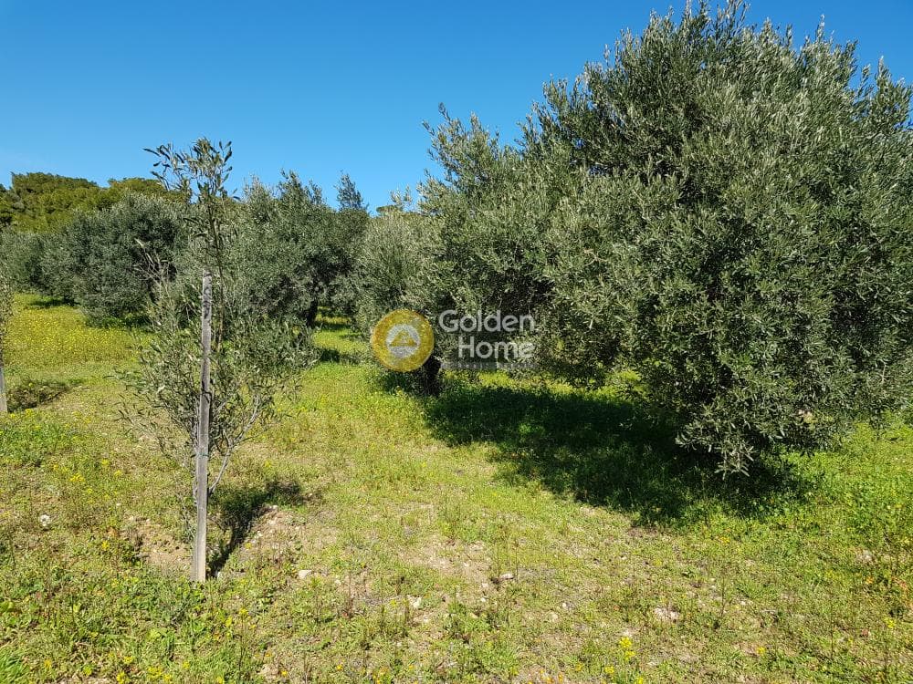 Parcel in Ari, Anavissos — Photo 9 of 32