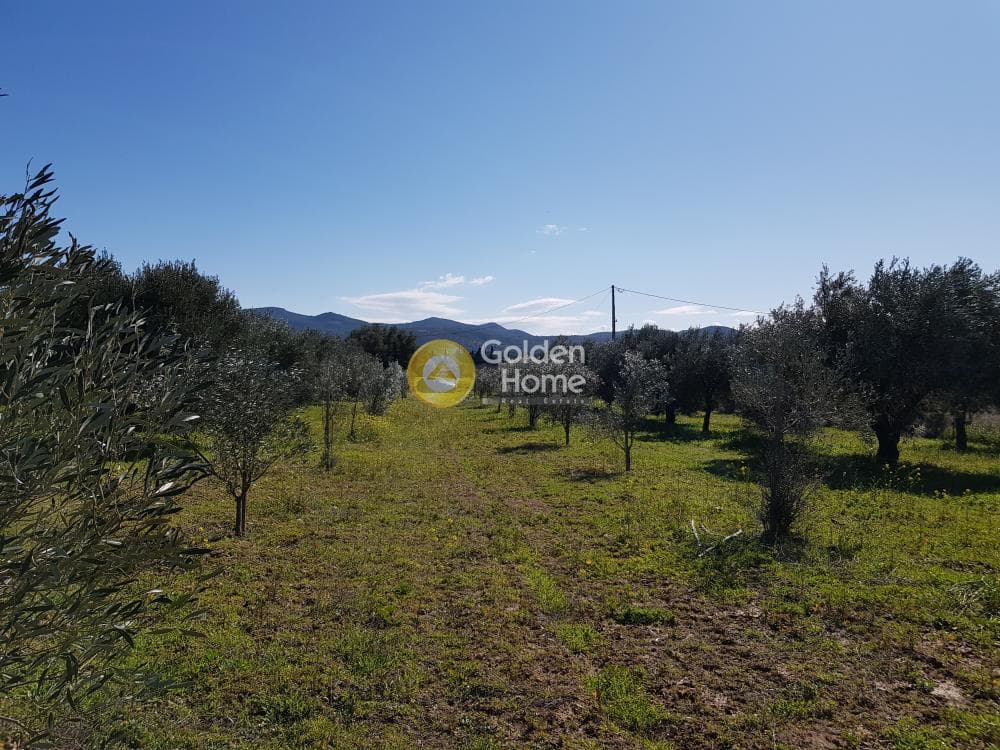 Parcel in Ari, Anavissos — Photo 10 of 32