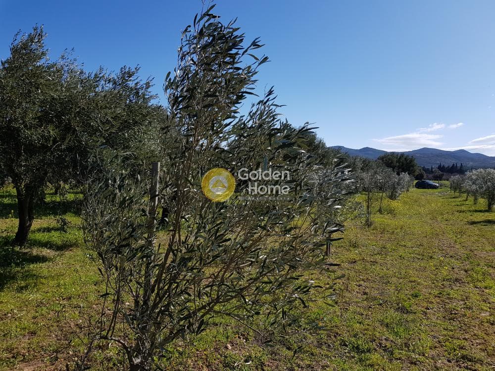 Parcel in Ari, Anavissos — Photo 12 of 32