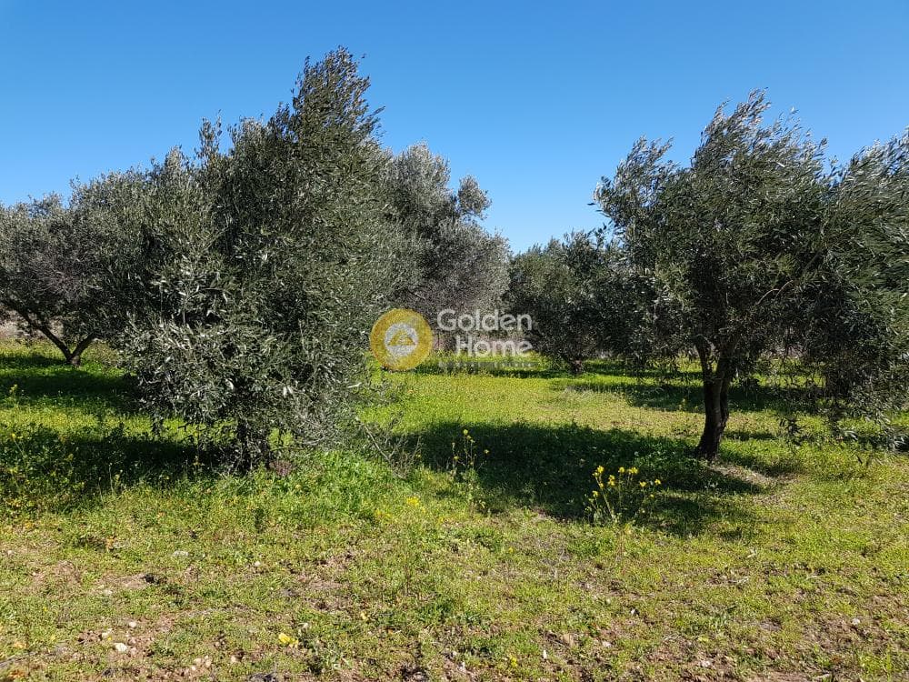 Parcel in Ari, Anavissos — Photo 13 of 32