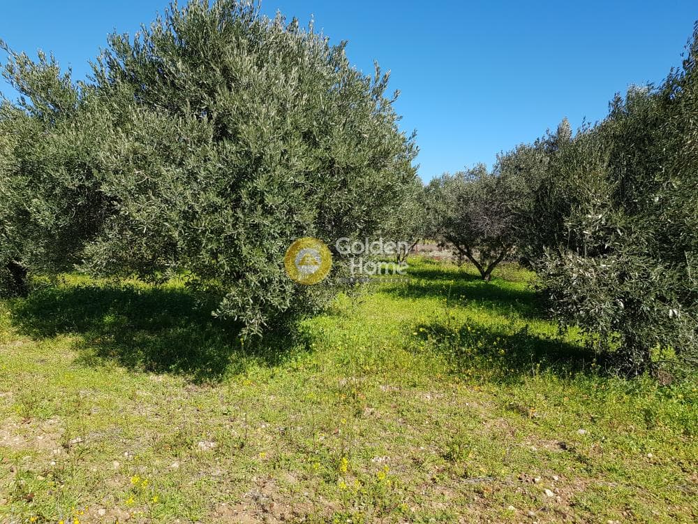 Parcel in Ari, Anavissos — Photo 14 of 32