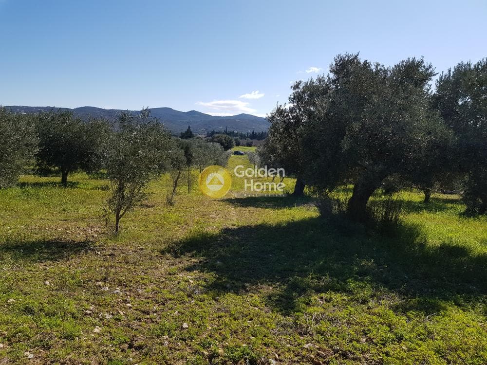 Parcel in Ari, Anavissos — Photo 16 of 32