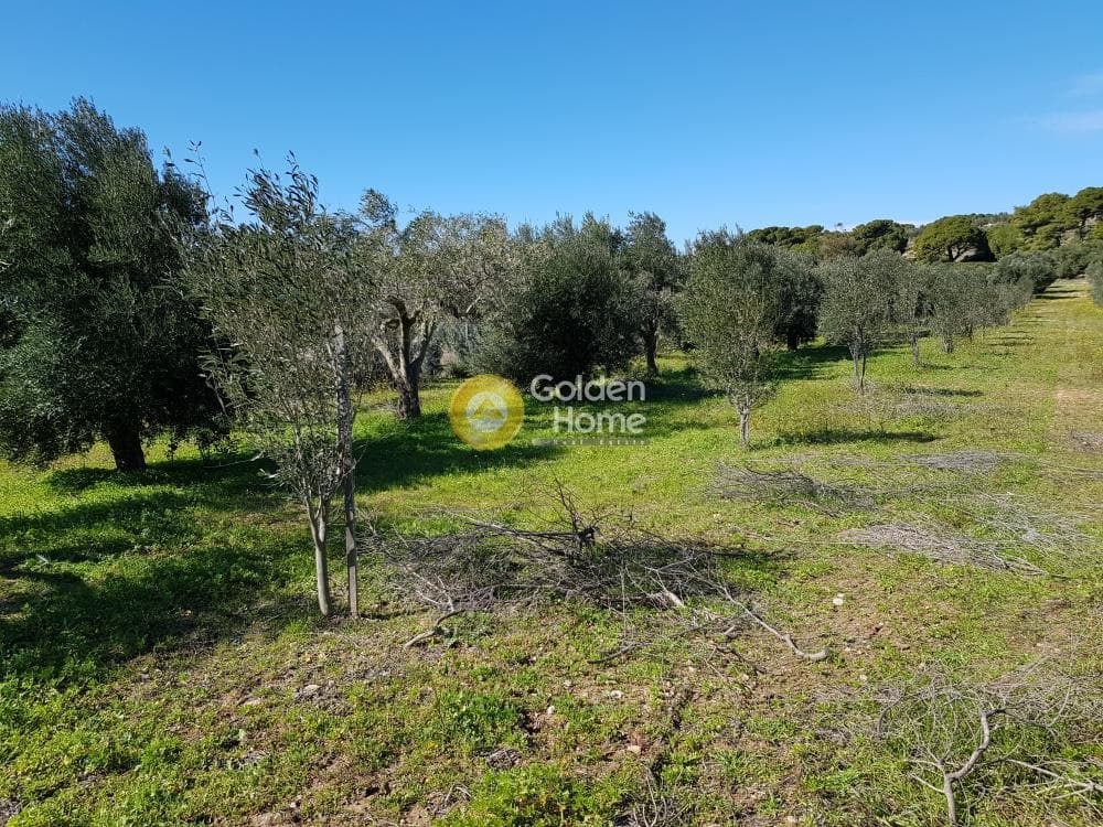 Parcel in Ari, Anavissos — Photo 25 of 32