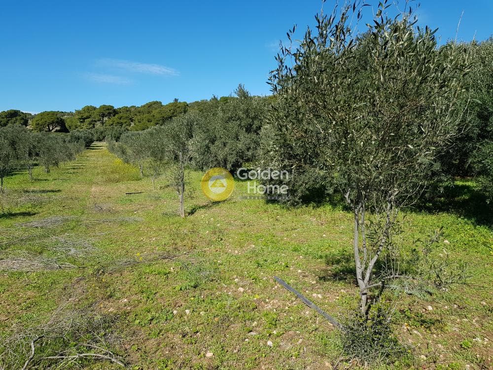 Parcel in Ari, Anavissos — Photo 26 of 32