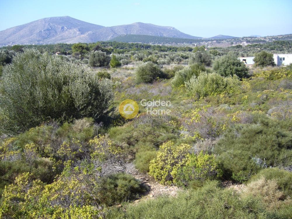 Parcel in Dimolaki, Anavissos — Photo 4 of 6