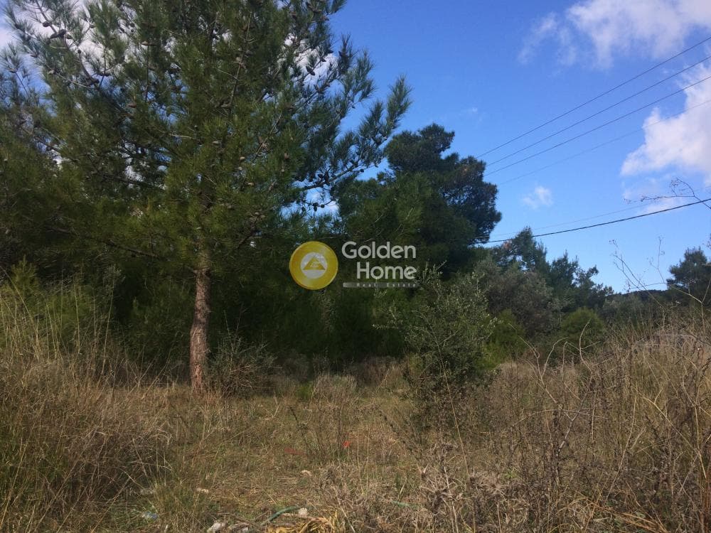 Οικόπεδο στην Φούρεσι, Γλυκά Νερά — Φωτογραφία 7 από 11