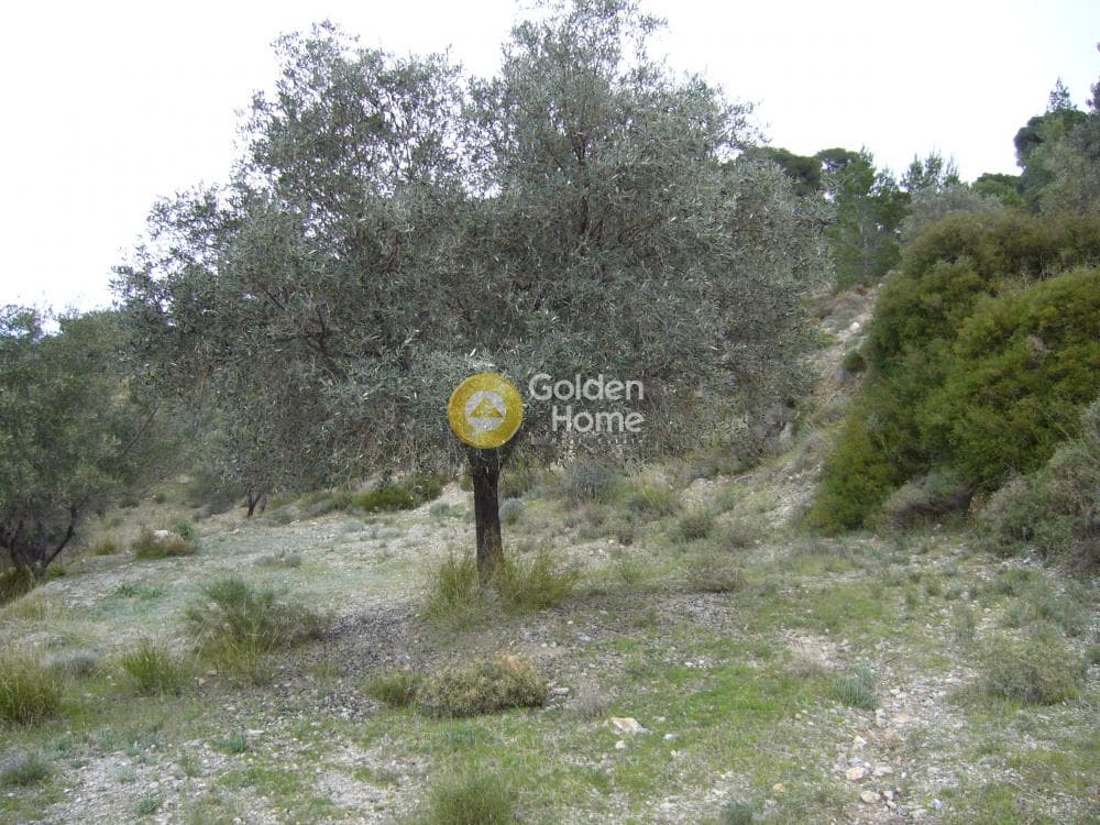 Αγροτεμάχιο στην Διόνυσος, Κερατέα — Φωτογραφία 13 από 15