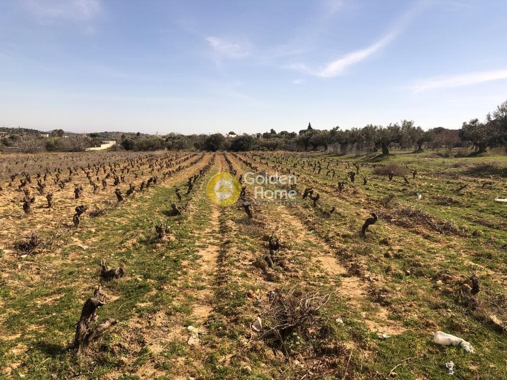 Parcel in Neapoli, Spata — Photo 4 of 4