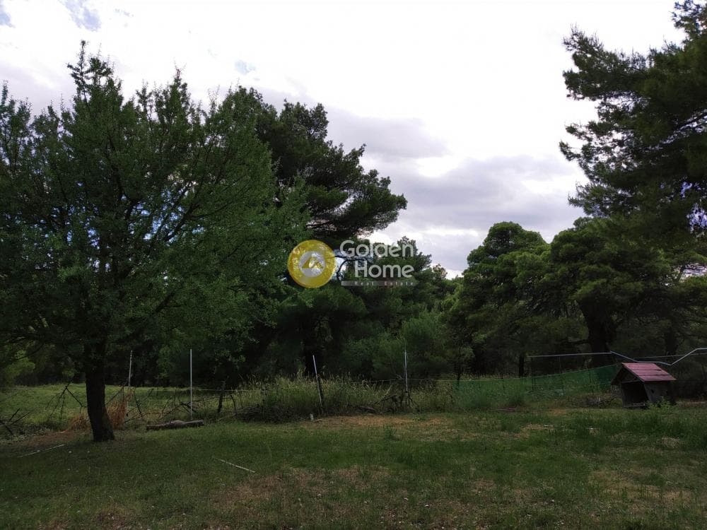 Οικόπεδο στην Δροσοπηγή, Αφίδνες — Φωτογραφία 14 από 15