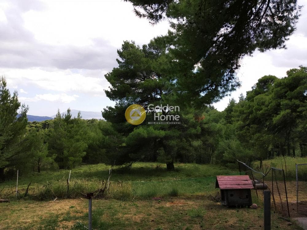 Οικόπεδο στην Δροσοπηγή, Αφίδνες — Φωτογραφία 15 από 15