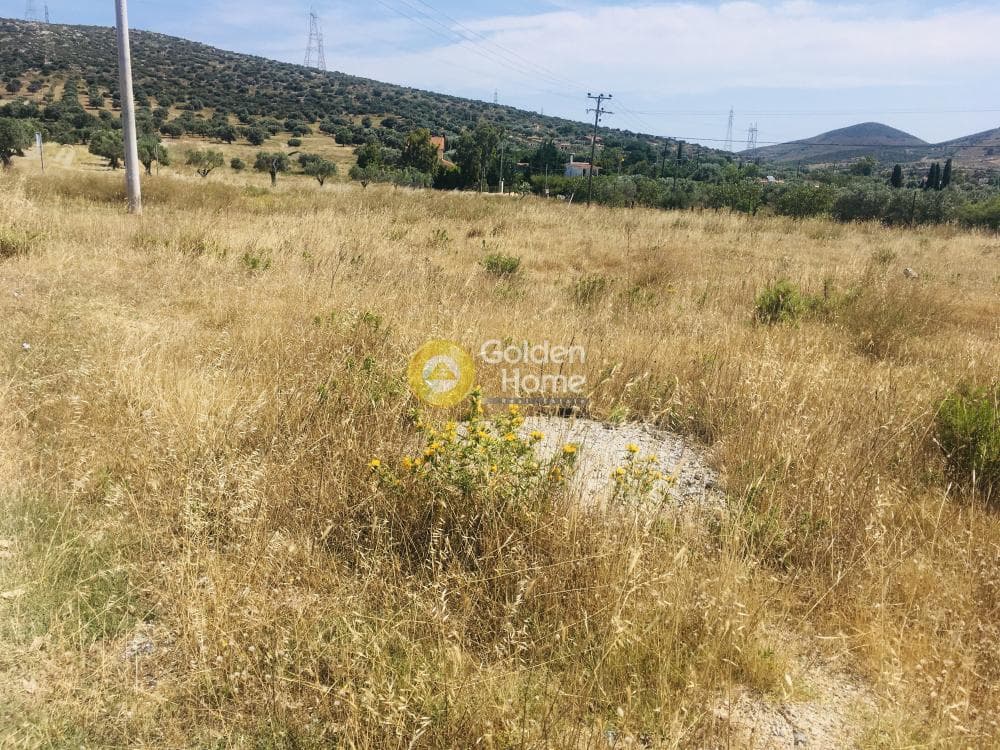 Αγροτεμάχιο στην Μητροπήσι, Κερατέα — Φωτογραφία 6 από 10
