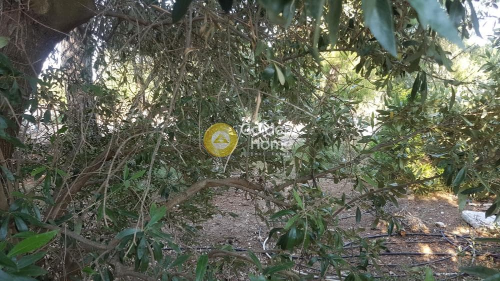 Αγροτεμάχιο στην Μεγάλα Σχοινία Α, Αχαρνές — Φωτογραφία 6 από 6