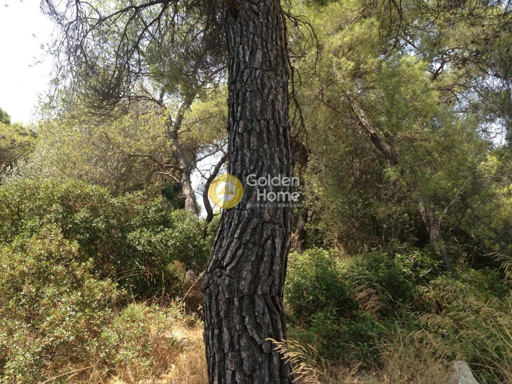 Οικόπεδο στην Άνω Μπαλάνα, Παλλήνη — Φωτογραφία 3 από 15