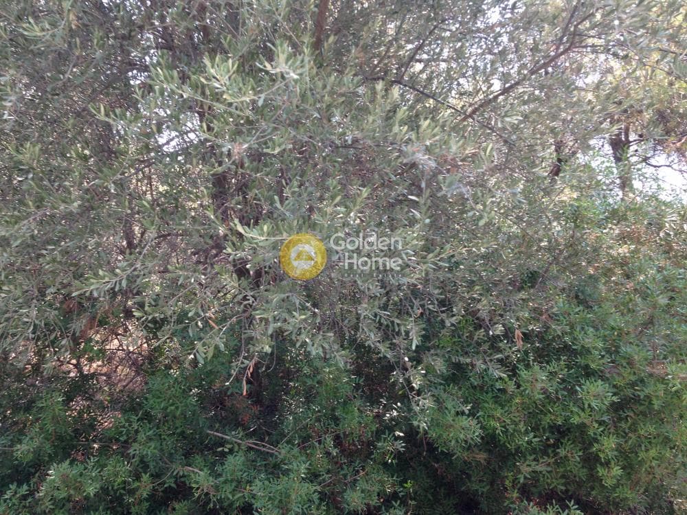 Οικόπεδο στην Άνω Μπαλάνα, Παλλήνη — Φωτογραφία 12 από 15
