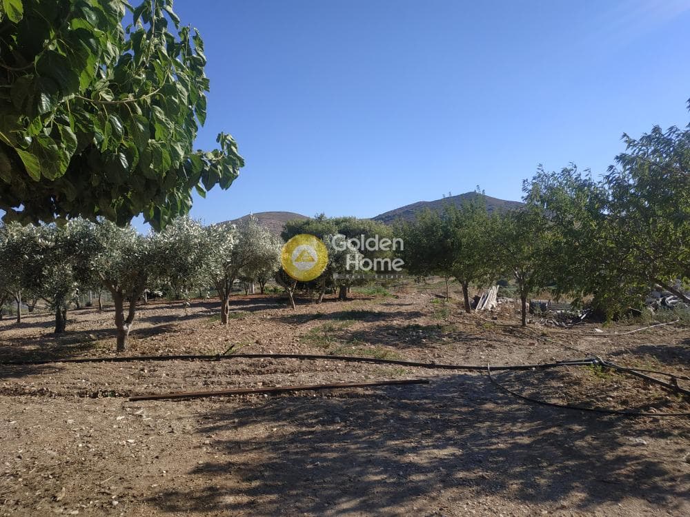 Αγροτεμάχιο στην Πεύκα, Κερατέα — Φωτογραφία 2 από 6
