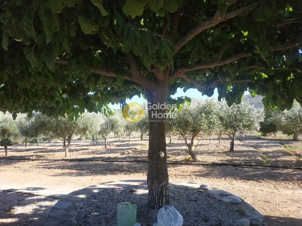 Αγροτεμάχιο στην Πεύκα, Κερατέα — Φωτογραφία 6 από 6