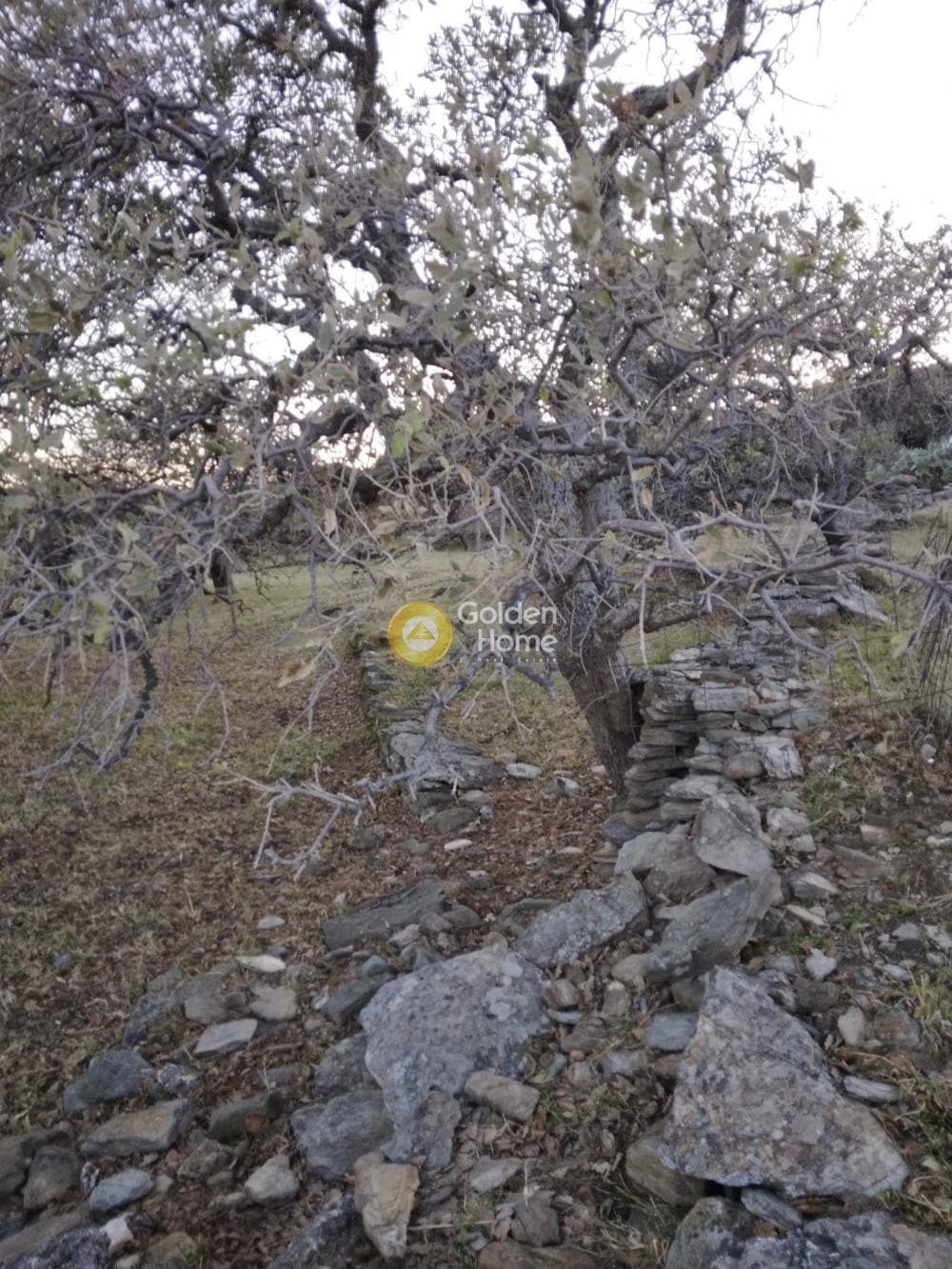 Parcel in Mesaria, Andros — Photo 4 of 57