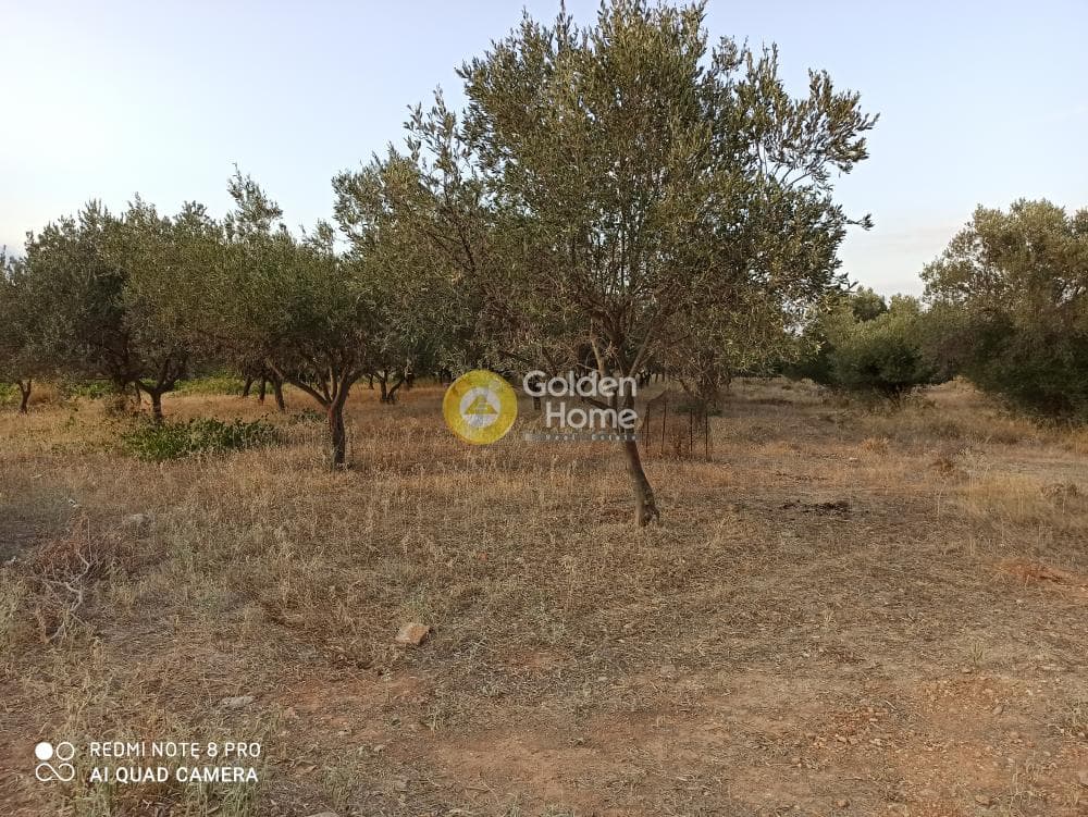 Parcel in Center, Koropi — Photo 4 of 4