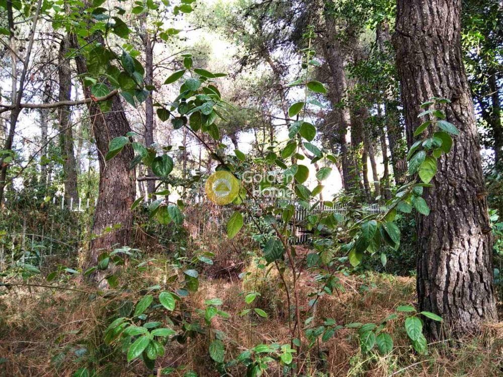 Building Plot in Kapitenia, Agios Stefanos — Photo 7 of 7