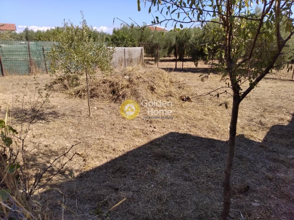 Parcel in Agios Serafeim, Artemida (Loutsa) — Photo 4 of 6