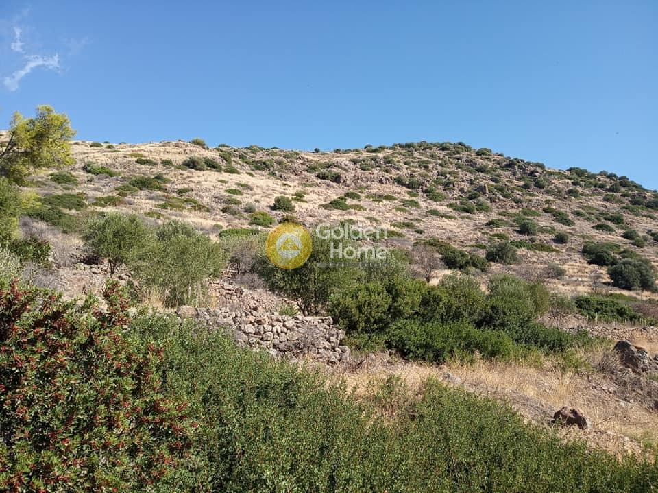 Parcel in Kapotides, Aegina — Photo 2 of 6