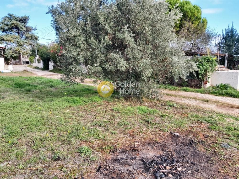 Αγροτεμάχιο στην Βορινέζα, Αρτέμιδα (Λούτσα) — Φωτογραφία 2 από 11