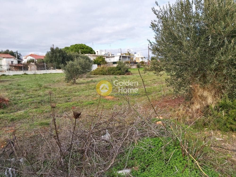 Αγροτεμάχιο στην Βορινέζα, Αρτέμιδα (Λούτσα) — Φωτογραφία 3 από 11