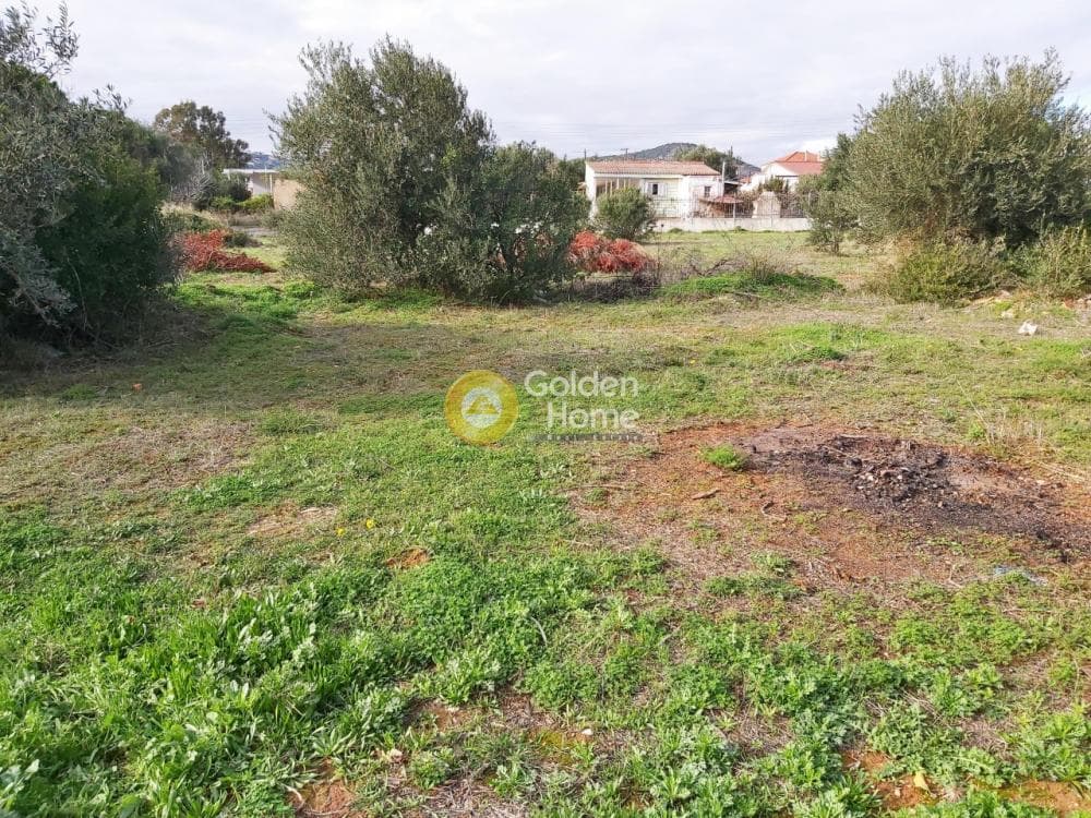 Αγροτεμάχιο στην Βορινέζα, Αρτέμιδα (Λούτσα) — Φωτογραφία 7 από 11