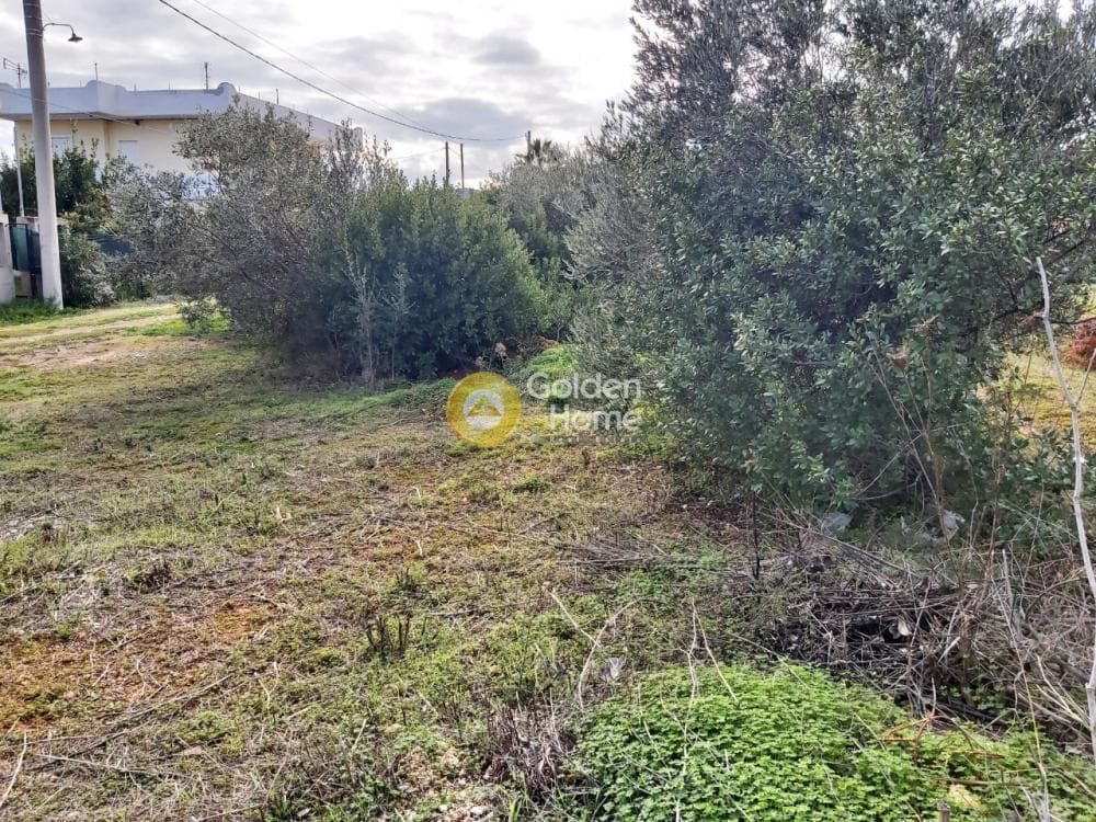 Αγροτεμάχιο στην Βορινέζα, Αρτέμιδα (Λούτσα) — Φωτογραφία 9 από 11