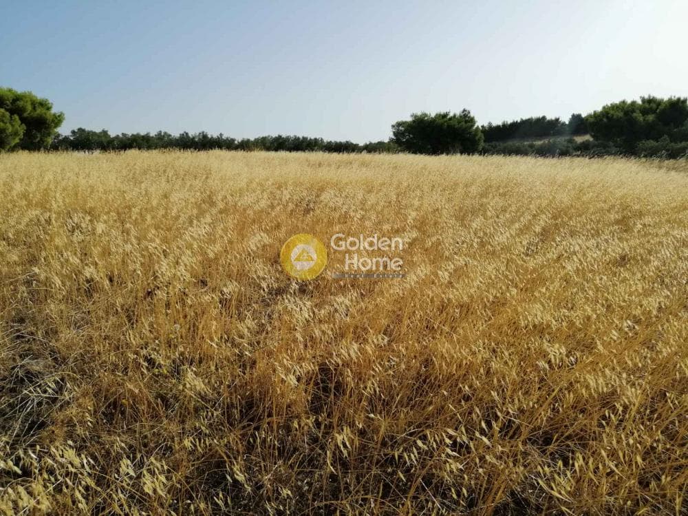 Αγροτεμάχιο στην Καμάριζα, Λαύριο — Φωτογραφία 1 από 14