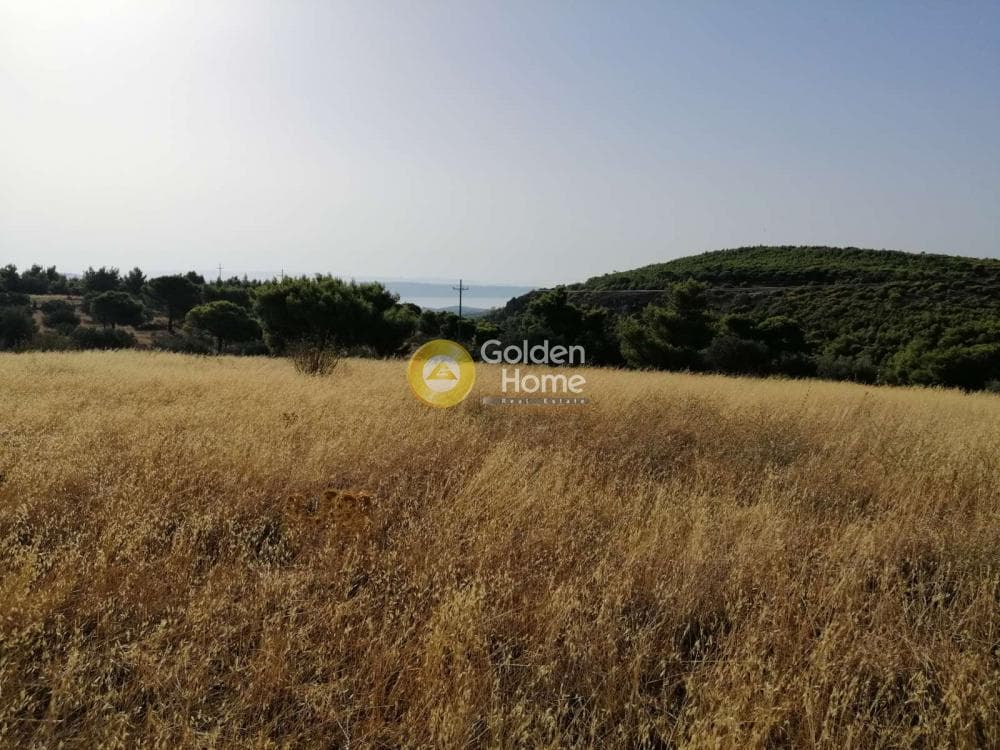 Αγροτεμάχιο στην Καμάριζα, Λαύριο — Φωτογραφία 8 από 14