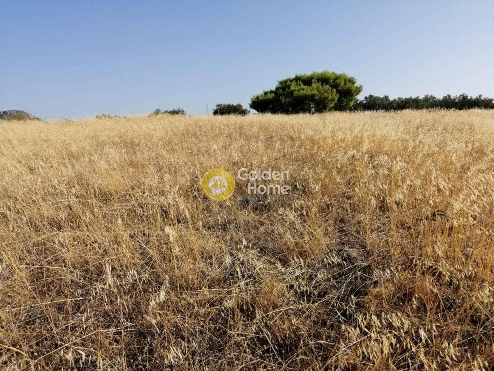 Αγροτεμάχιο στην Καμάριζα, Λαύριο — Φωτογραφία 9 από 14