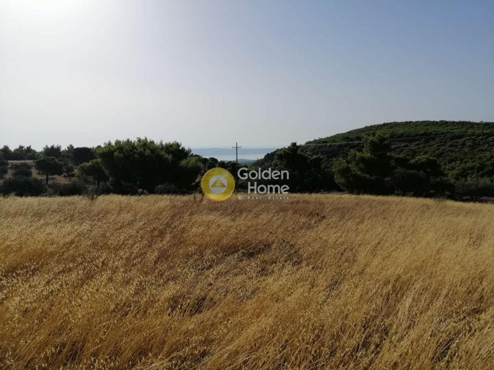 Αγροτεμάχιο στην Καμάριζα, Λαύριο — Φωτογραφία 10 από 14