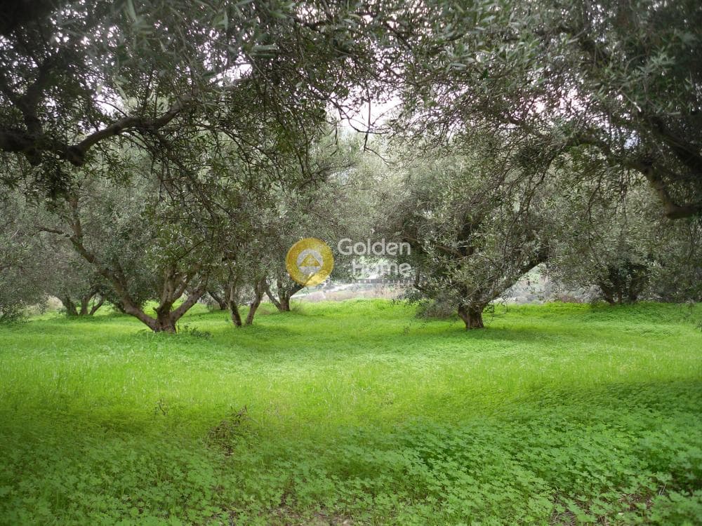 Οικόπεδο στην Σταυράκια, Τετραχώρι — Φωτογραφία 7 από 19