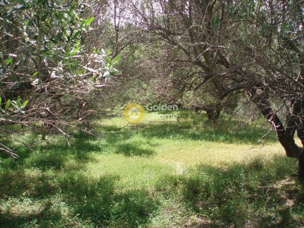 Parcel in Lofoupoli, Temenos — Photo 14 of 23