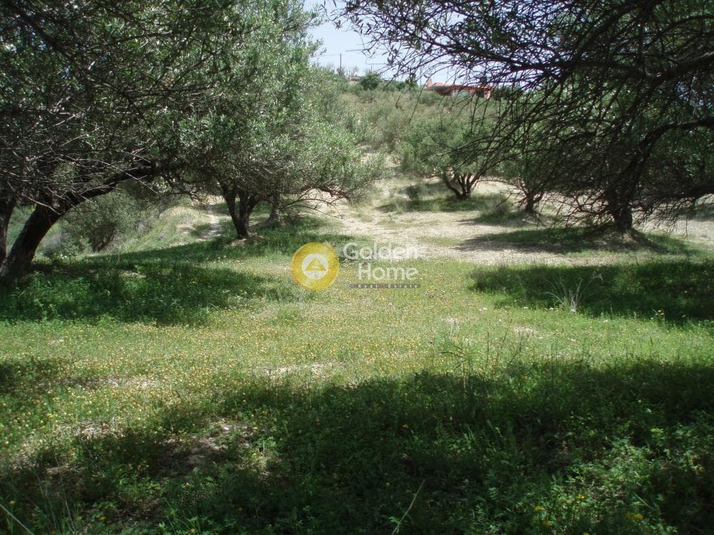 Parcel in Lofoupoli, Temenos — Photo 16 of 23