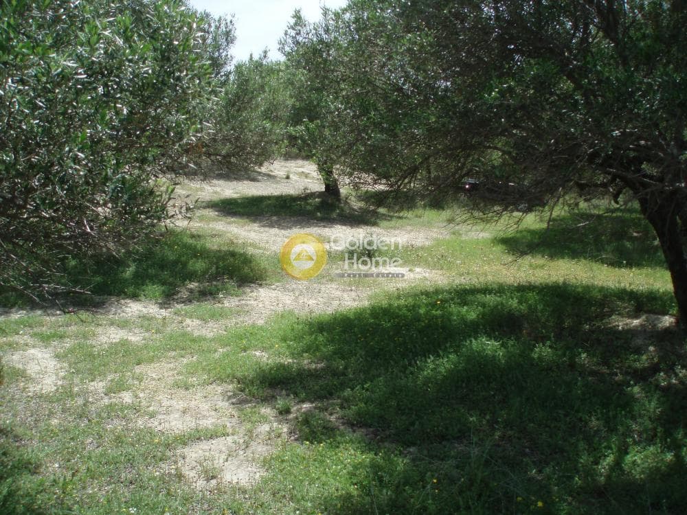 Parcel in Lofoupoli, Temenos — Photo 19 of 23