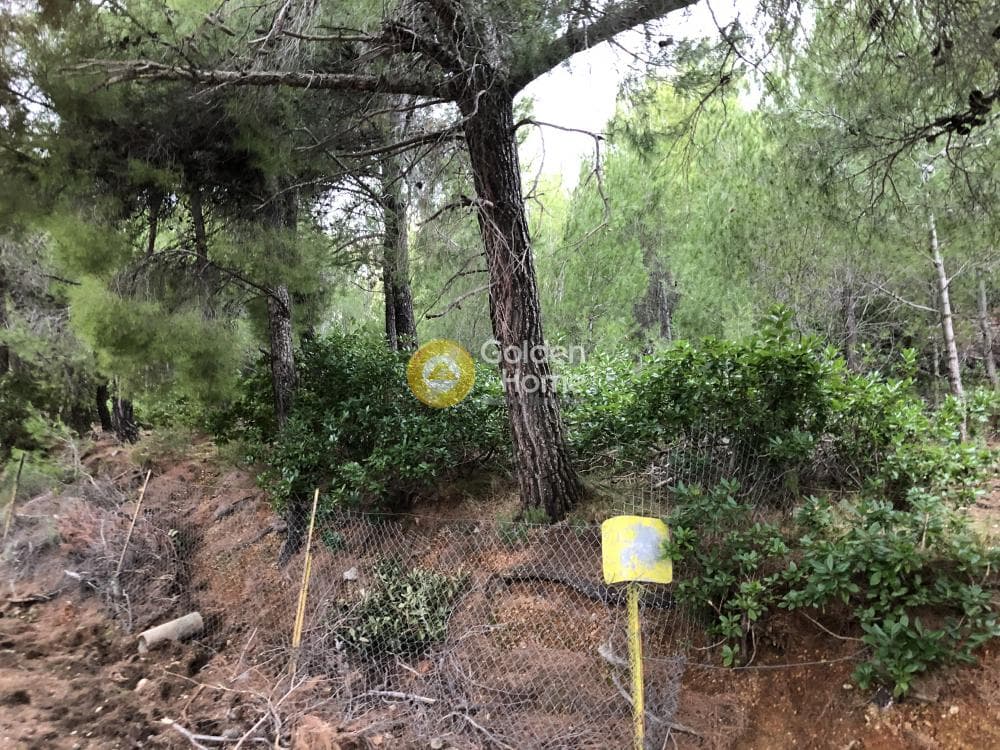 Building Plot in Megala Sxoinia A, Acharnes — Photo 9 of 9