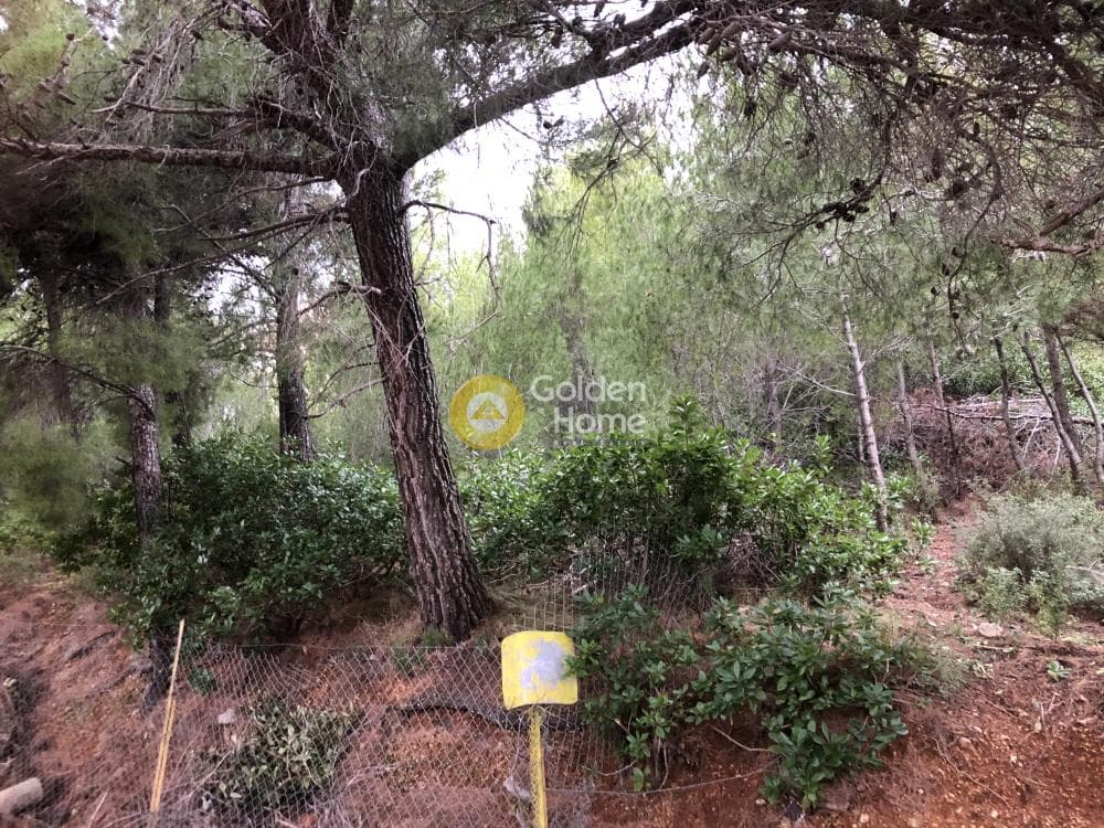 Building Plot in Megala Sxoinia A, Acharnes — Photo 3 of 9