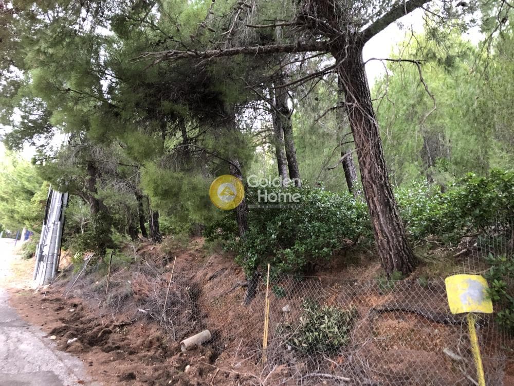 Building Plot in Megala Sxoinia A, Acharnes — Photo 4 of 9