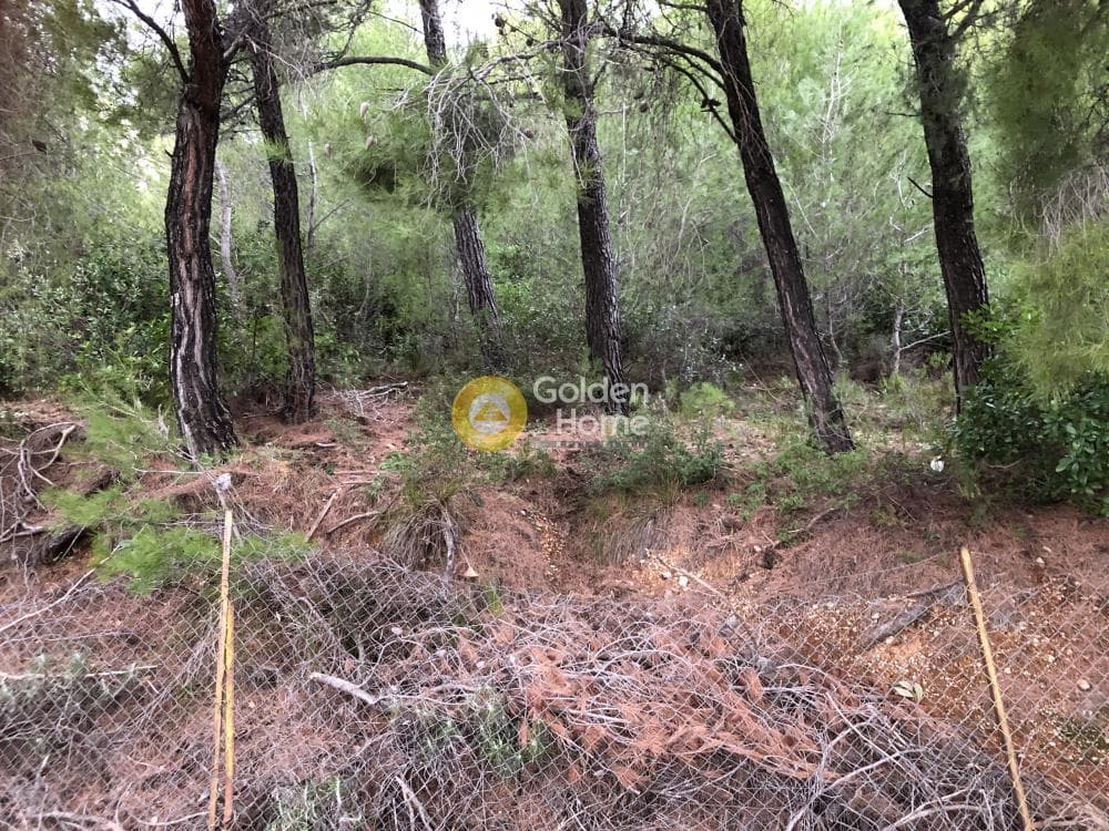 Building Plot in Megala Sxoinia A, Acharnes — Photo 6 of 9