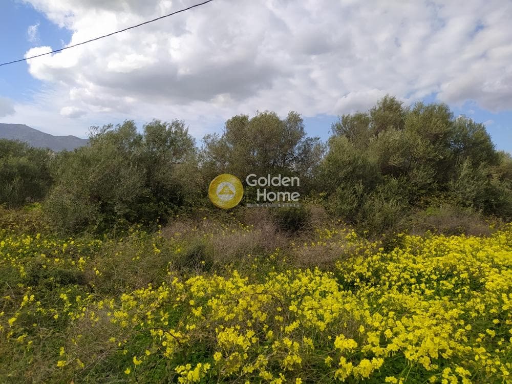 Αγροτεμάχιο στην Κουνάβοι, Αρχάνες — Φωτογραφία 7 από 7