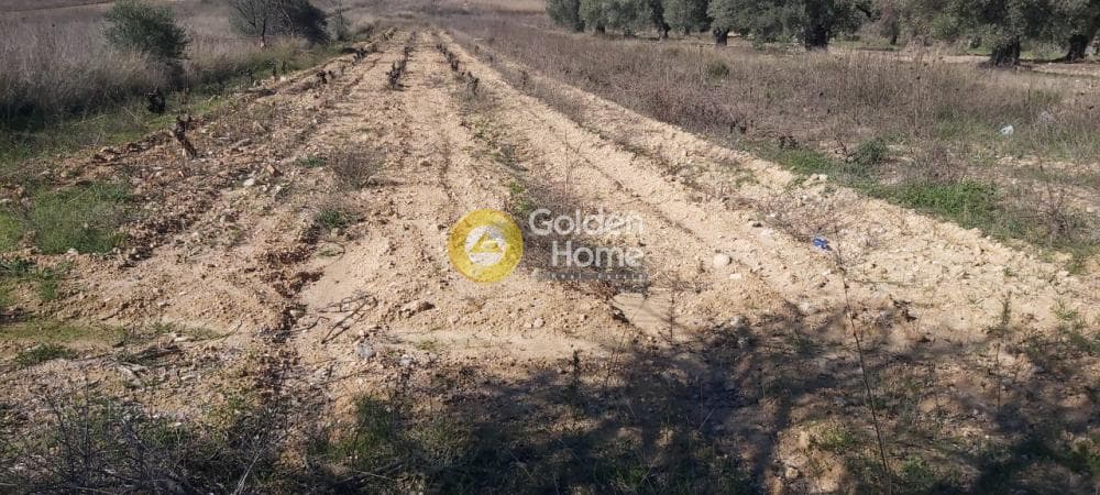 Parcel in Neapoli, Spata — Photo 5 of 13
