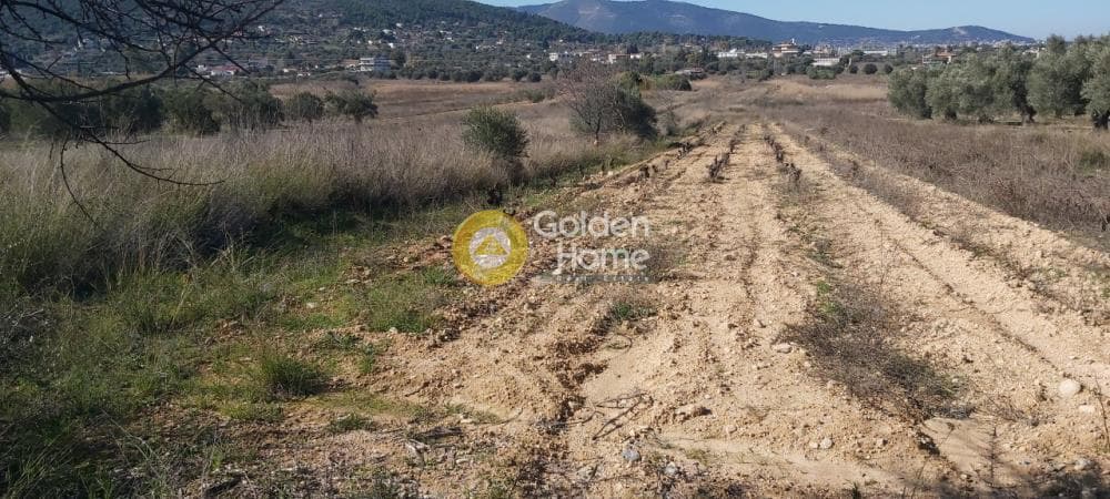 Parcel in Neapoli, Spata — Photo 2 of 13
